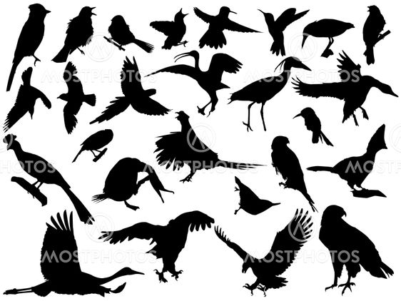 vector silhouettes of birds