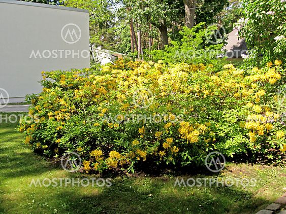 Yellow rhododendron