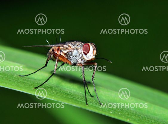 A Portrait of a Fly