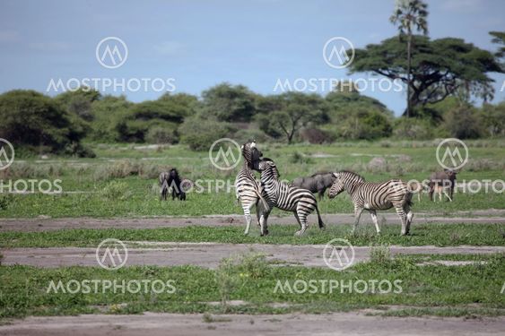 Zebra Botswana Africa savannah wild animal picture