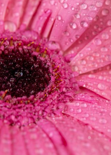 a bouquet of flowers of different colors in drops of water