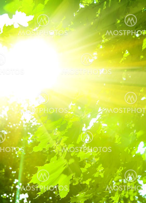 leaves lit with bright sunshine