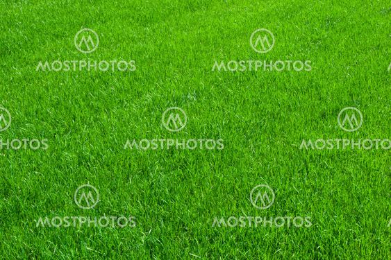 Green grass