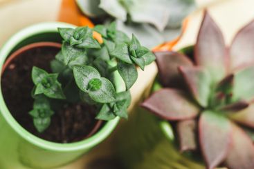 Green succulent plants in vibrant pots arranged on a...