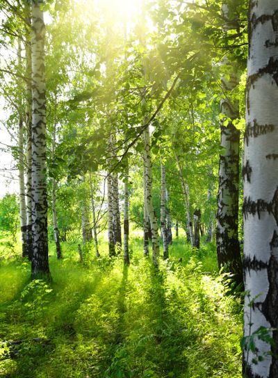 summer birch woods with sun