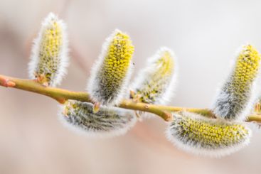 Nature awakes in spring. Blooming willow twigs and furry...