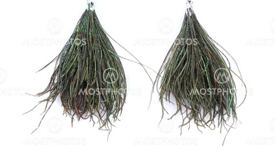 Earrings of peacock feathers.