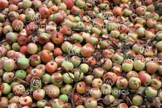 windfall fruits