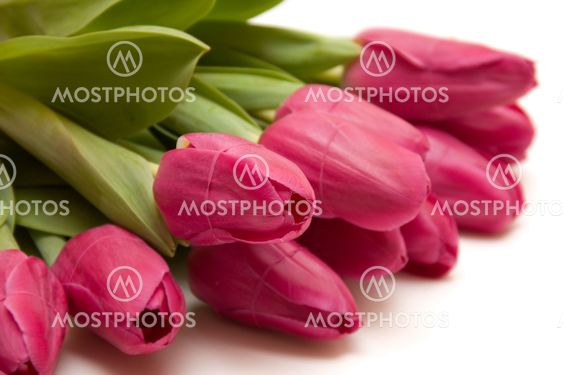 Spring tulips