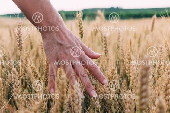 Woman's hand through the wheat in sunset