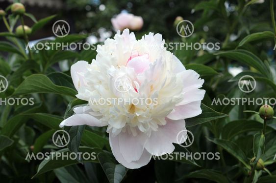 White flower