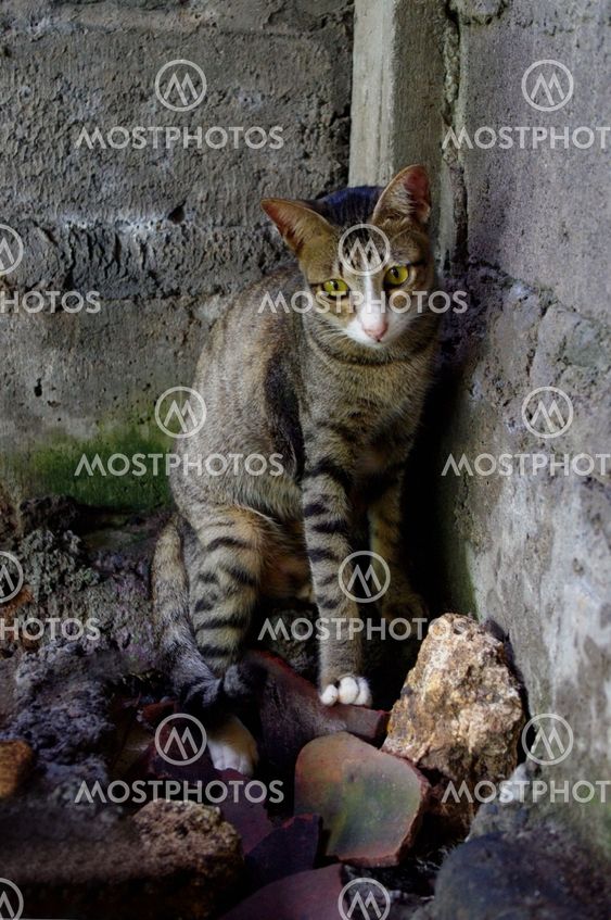 Stray cat on rubble