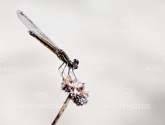 A Black Dragonfly