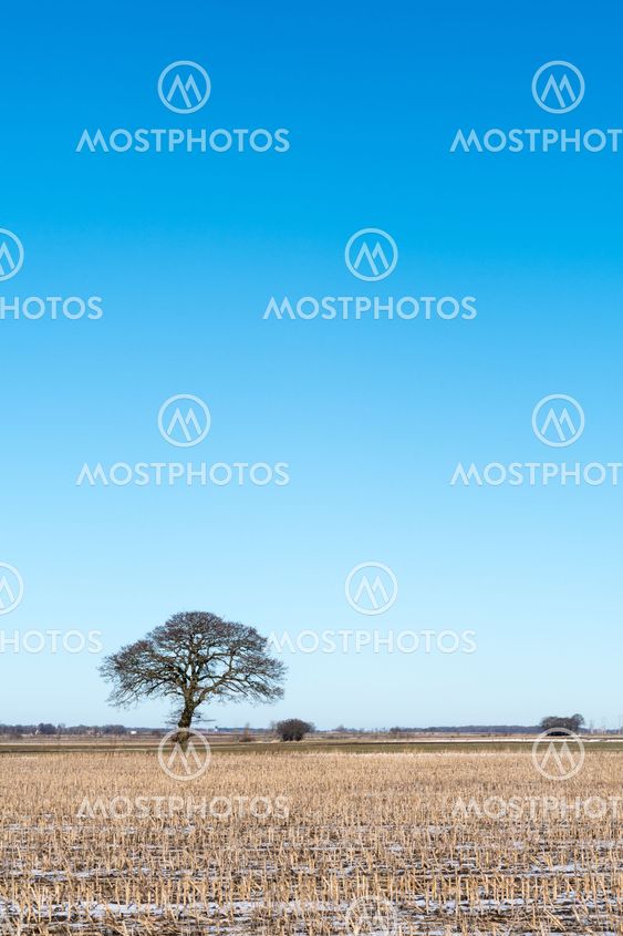 Lone tree in a stubble field