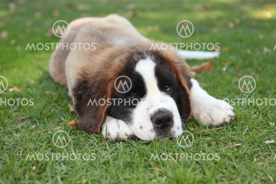 Puppy Dog Outdoors in the Grass