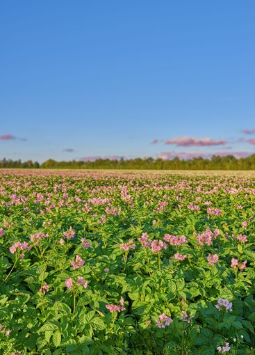 Nature, landscape and color of flowers, garden and...