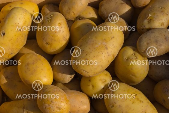 Kartoffeln (Solanum tuberosum) - Potatoes