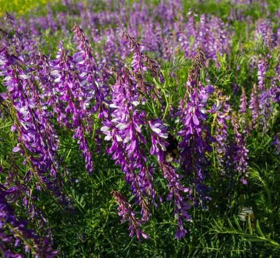 flowering plant