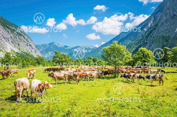 Herd of cows