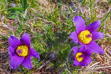 Pasqueflowers in bloom a sunny spring day from above