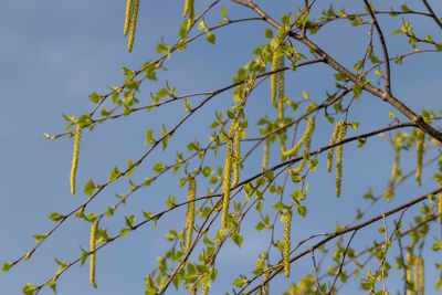 young birch with new green leaves in the spring season