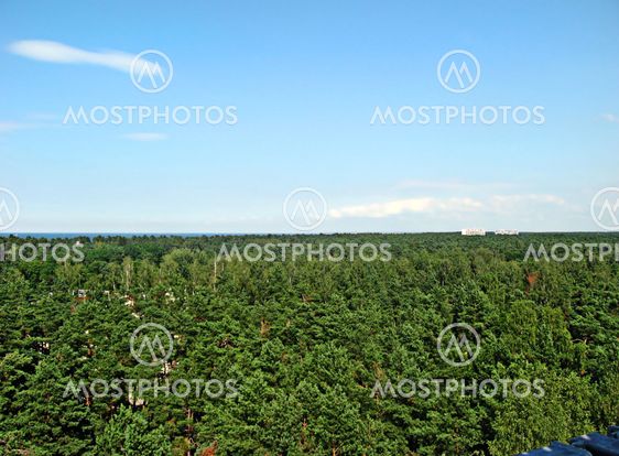 Forest of Latvia
