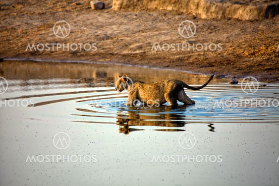 a lion crossing a waterhole at etosha national park namibia