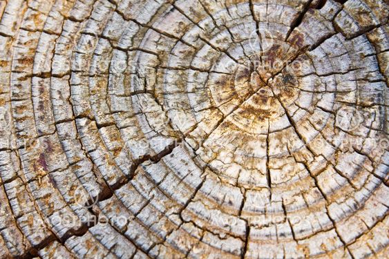 Old wood texture