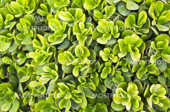 Green plant