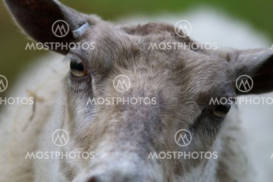 Close-up of a sheeps eyes
