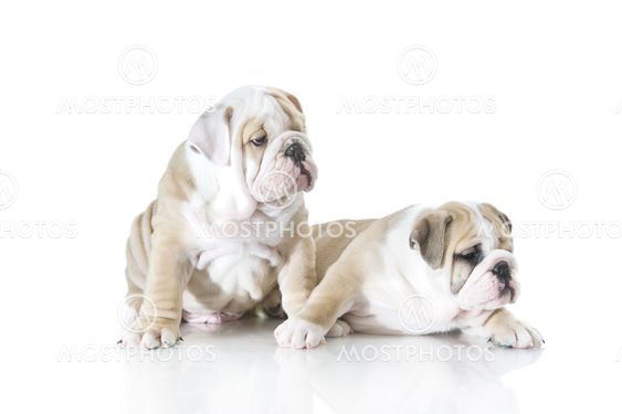 Cute english bulldog puppies isolated
