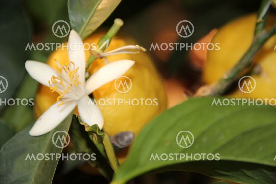 Lemon Flower