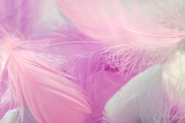 Feathers Pastel Background.Soft Pink and White Feather...