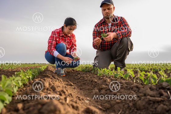 Young farmers examing planted soy