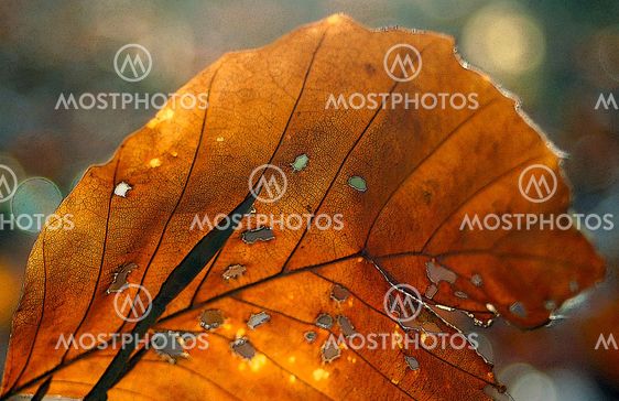 Just another leaf