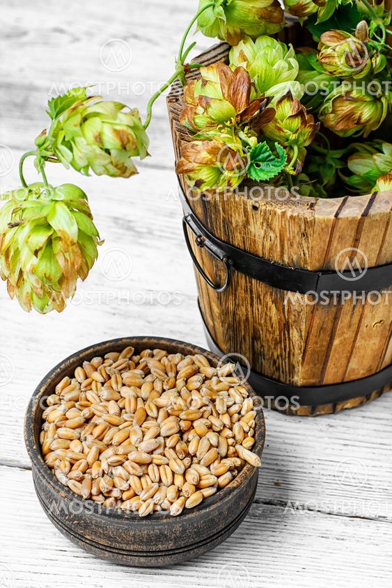 Branch beer hops