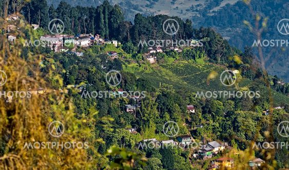 View of a part of Darjeeling City with green trees, tea plantati