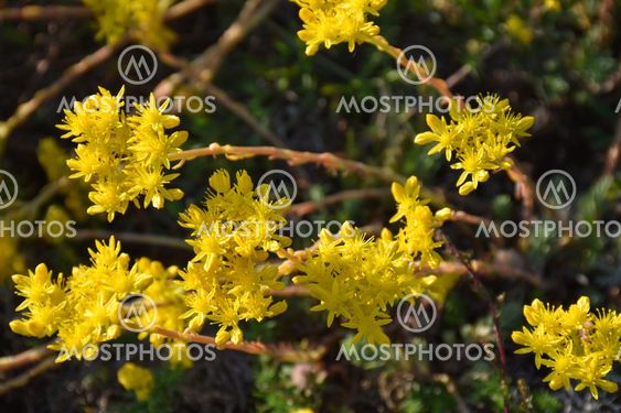 Blommande solbelysta gula fetknopps blommor