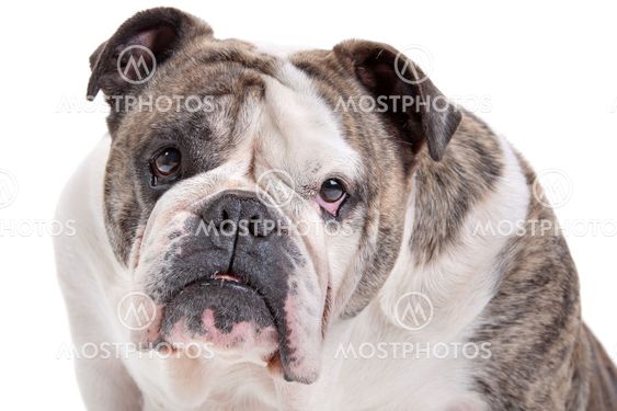 English Bulldog