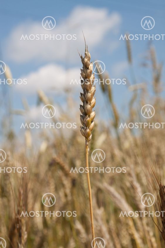 wheat over sky