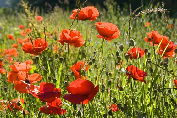 Red poppy's in the sun on a summer morning