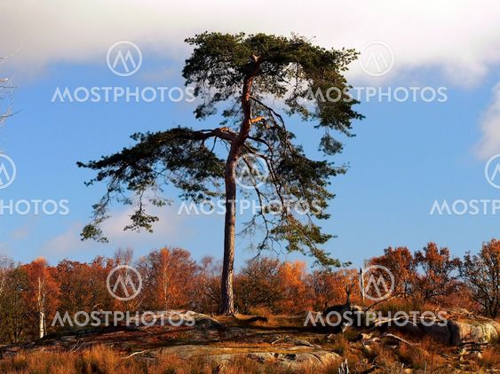 Tree Matt, Great in its surroundings