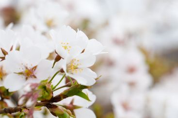 Floral border with white flower on blurred spring season...