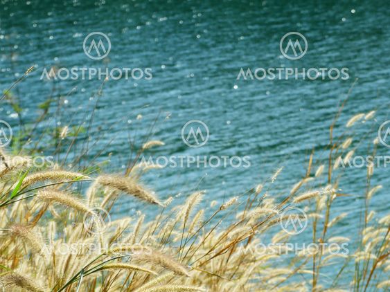 Gold beard grass Depending on the waterfront