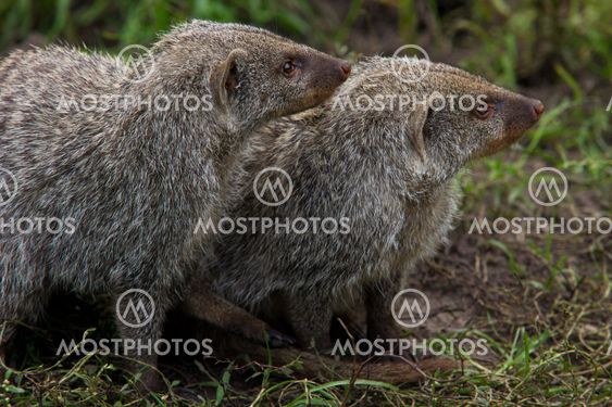 Banded Mongoose