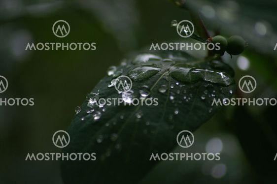 water drop