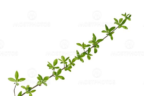 branch of forest plants