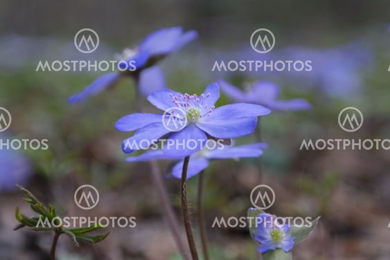 Wild hepatica flowers