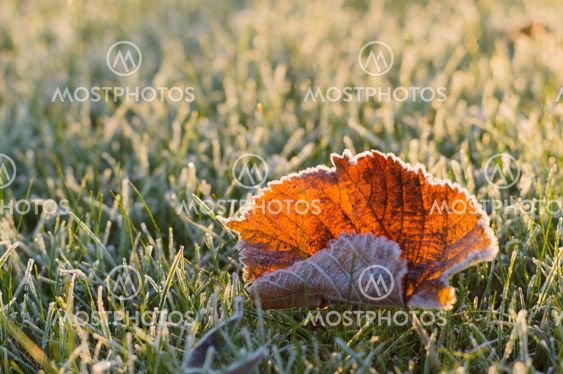 Fallen autumn leaf on frosty grass in sunny morning light