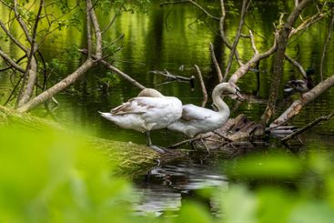 Beautiful white swans preen their feathers, drink water...